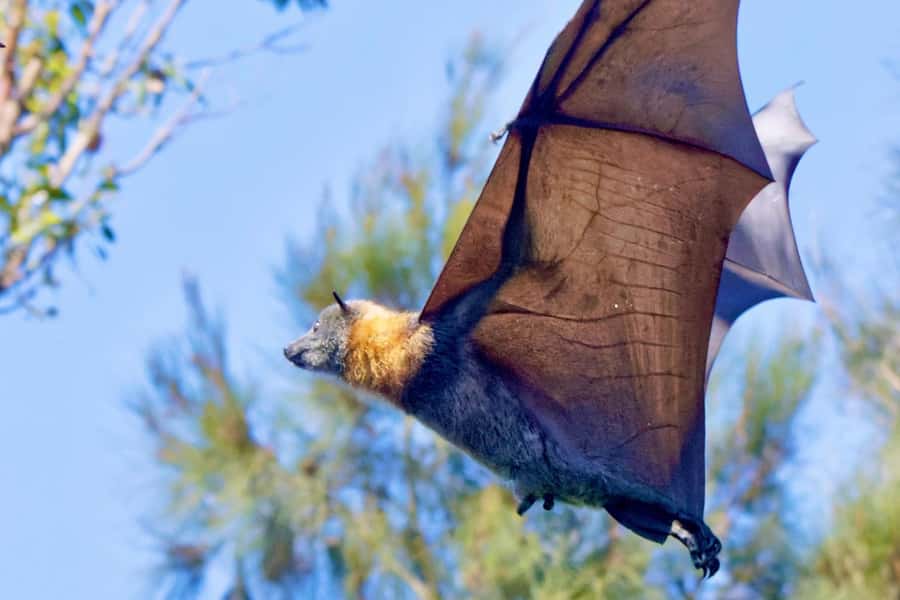 Sydney: Flying Fox Tour, Australia's Largest Bats - At the bat camp: close, noisy, and surprisingly lively