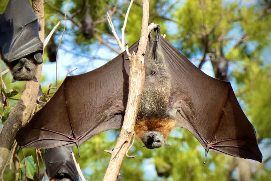 Sydney: Flying Fox Tour, Australia's Largest Bats - A guide-led outing, not just a ride to the trees