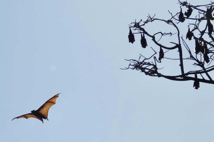 Sydney: Flying Fox Tour, Australia's Largest Bats - Snacks, water, and weather planning