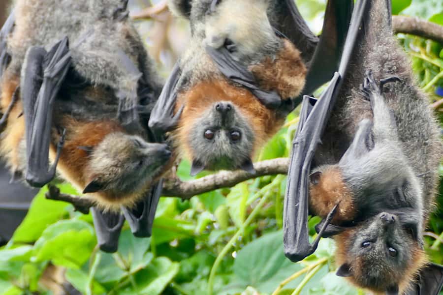 Sydney: Flying Fox Tour, Australia's Largest Bats - The optional Manly connection