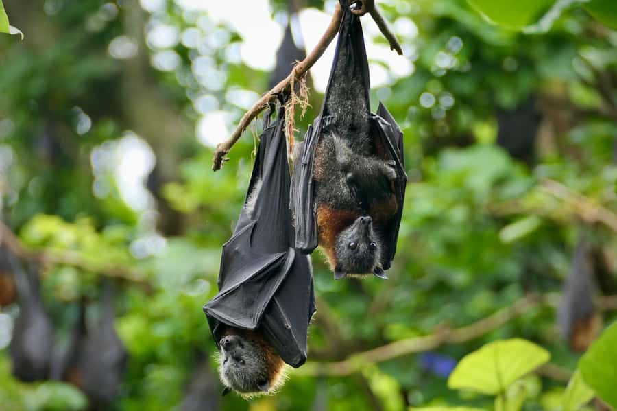 Sydney: Flying Fox Tour, Australia's Largest Bats - Meeting near Circular Quay
