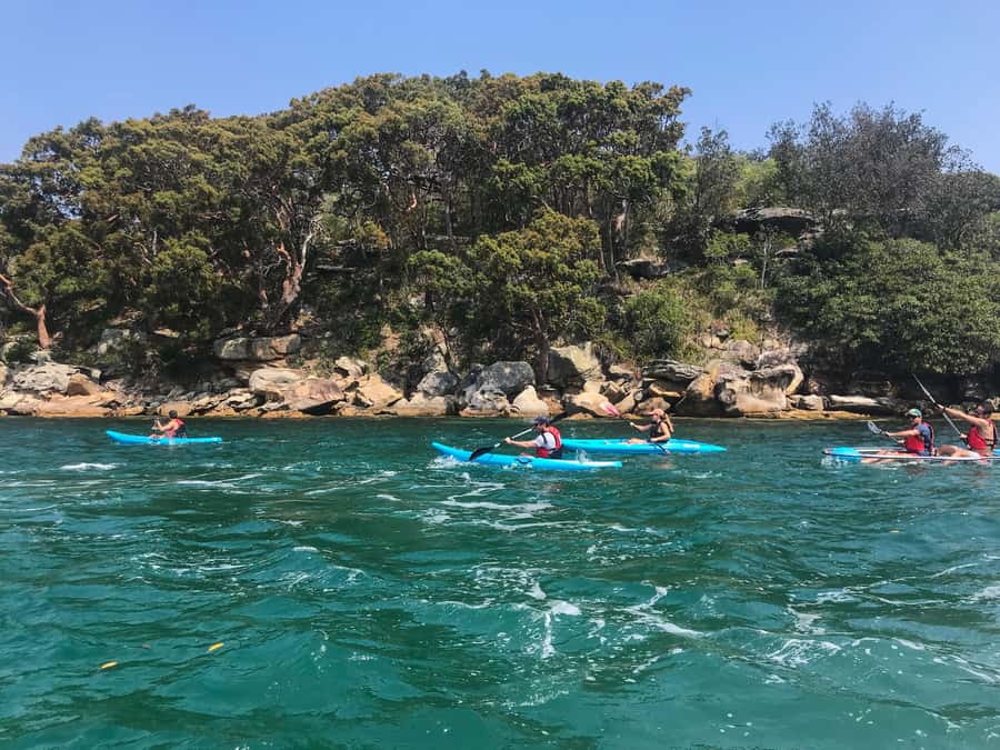 Sydney: Guided Kayak Tour of Manly Cove Beaches - Choosing between a single and double kayak
