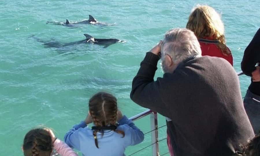 Sydney: Jervis Bay Day Trip with Dolphins, Roos & Beach Time - Key things to know before booking