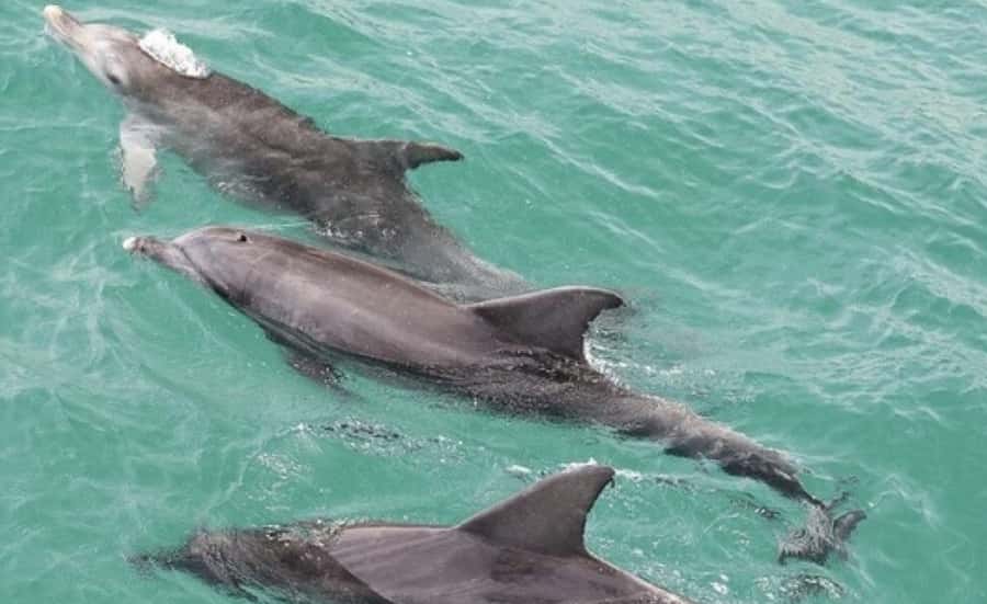 Sydney: Jervis Bay Day Trip with Dolphins, Roos & Beach Time - Dolphins in Jervis Bay Marine Park