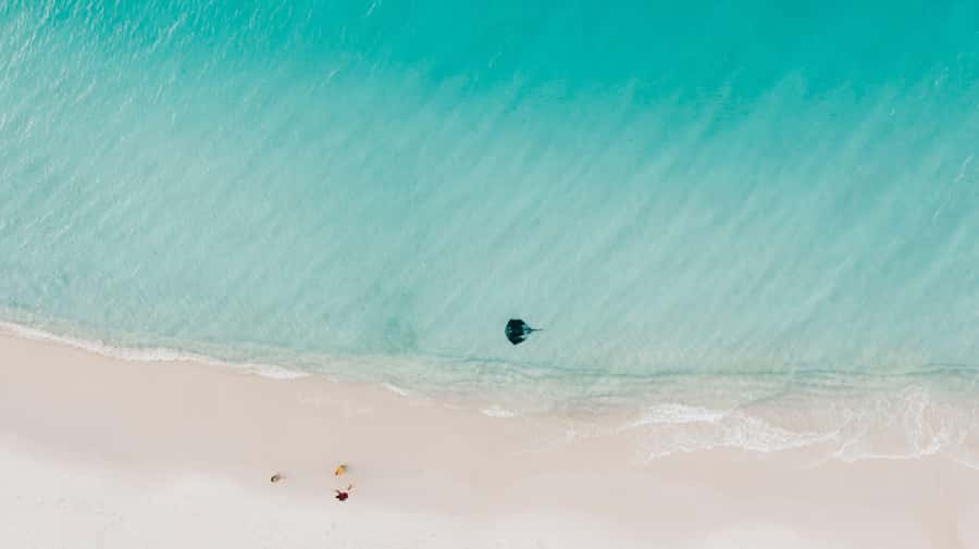 Sydney: Jervis Bay Tour with Beaches, Koalas & Kangaroos - Kiama Blowhole and the Open Coast