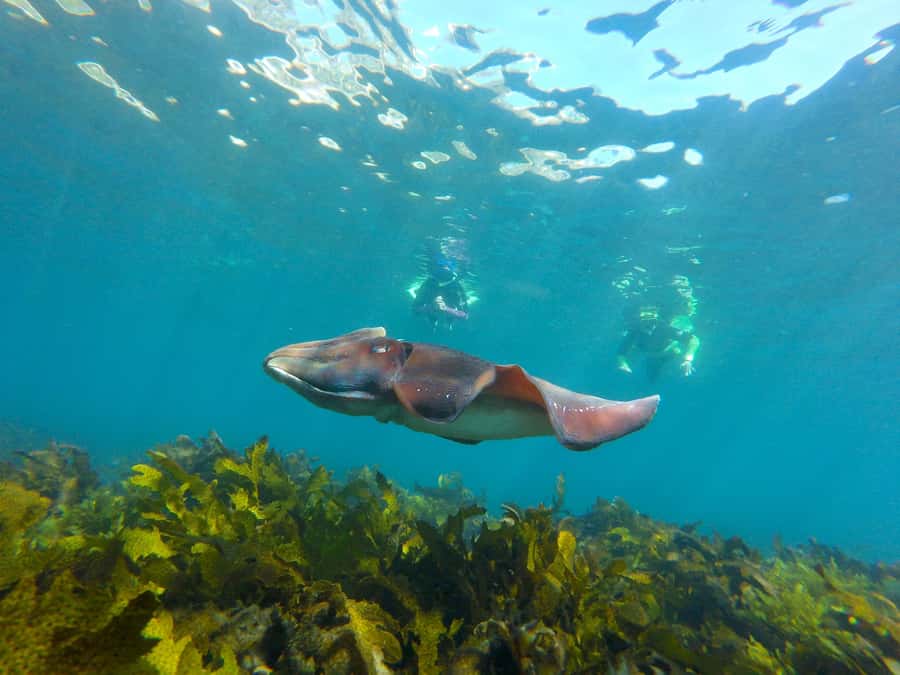 Sydney: Manly and Shelly Beach Snorkeling Tour - Walking the 800-meter headland route