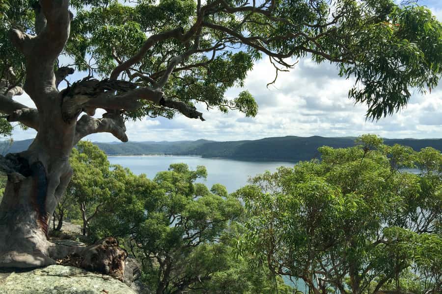 Sydney: Northern Beaches and Ku-ring-gai National Park Tour - From the Harbour Bridge to Ku-ring-gai Chase