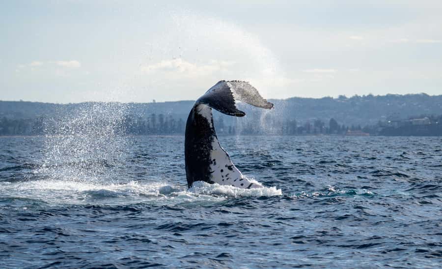 Sydney: Ocean Whale Watching Experience - Key points at a glance