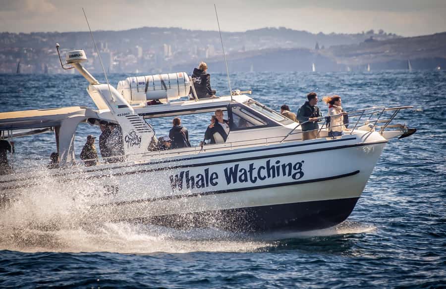 Sydney: Ocean Whale Watching Experience - From King Street Wharf to Sydney’s open ocean