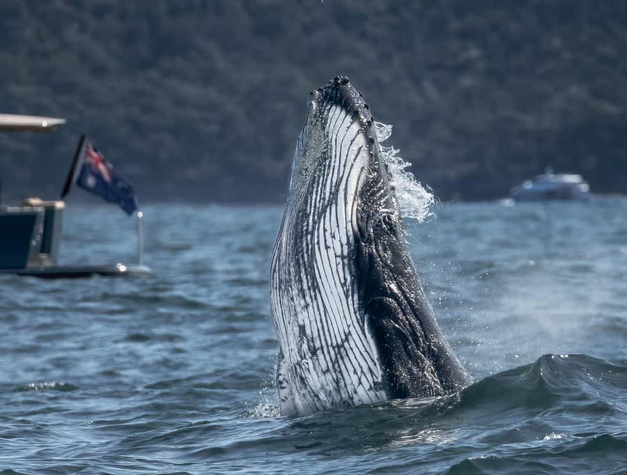 Sydney: Ocean Whale Watching Experience - Guides who make the quiet moments useful