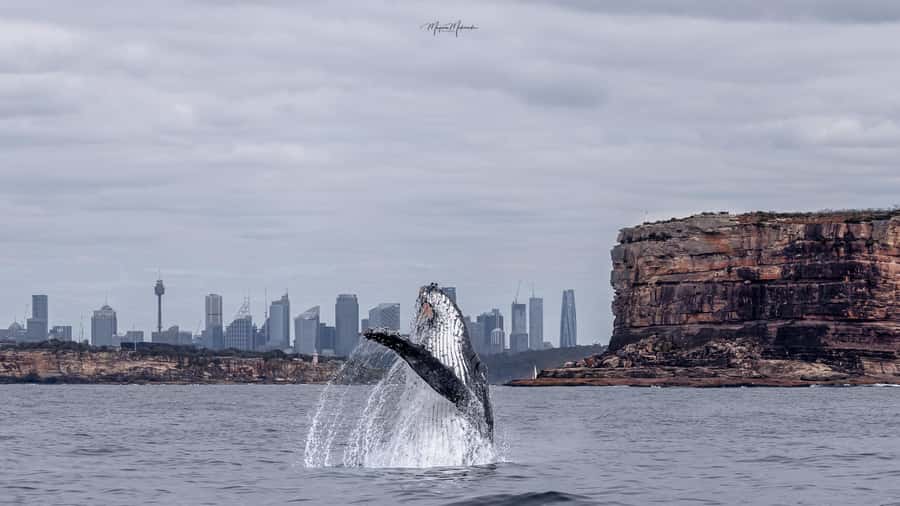 Sydney: Ocean Whale Watching Experience - Why the small boat helps, and where it asks more of you
