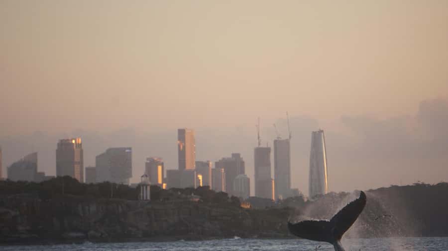 Sydney: Ocean Whale Watching Experience - The return through Sydney Harbour