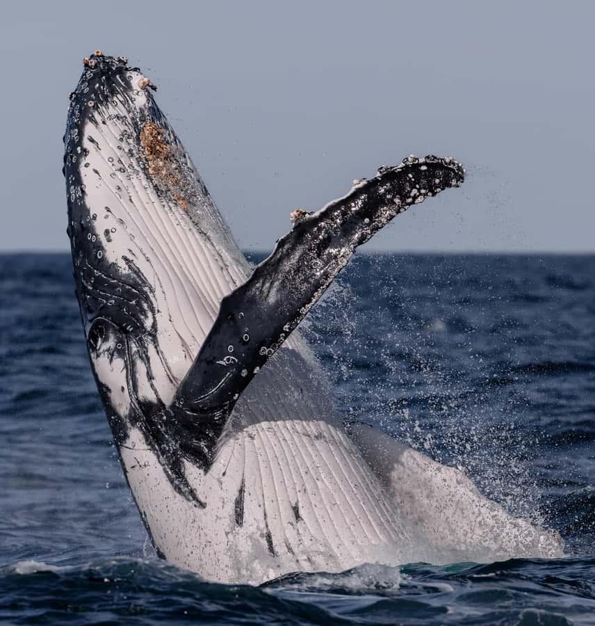Sydney: Ocean Whale Watching Experience - Family suitability and accessibility
