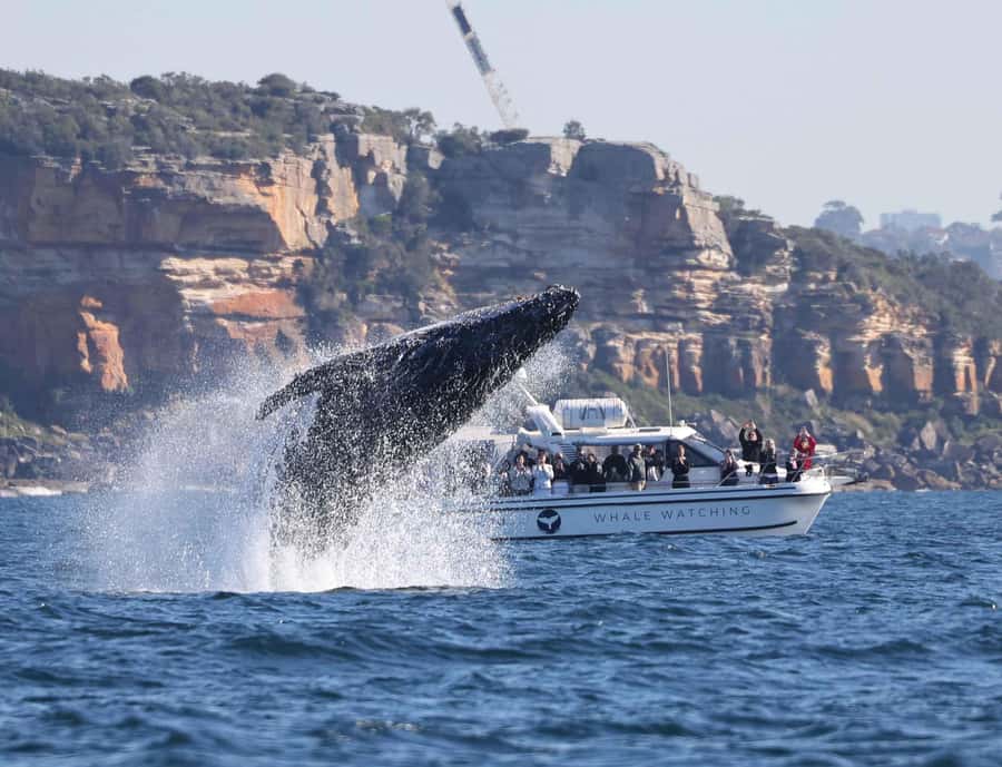 Sydney: Ocean Whale Watching Experience - Should you book Whale Tales?