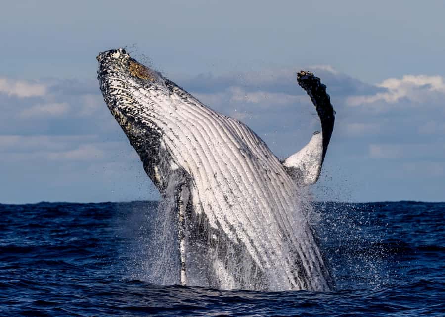 Sydney: Scenic Whale Watching Cruise - Whales Guaranteed - From Circular Quay to the open sea