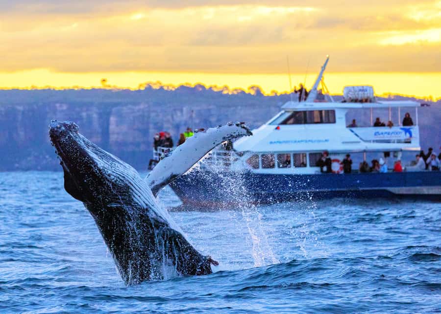 Sydney: Scenic Whale Watching Cruise - Whales Guaranteed - A spacious catamaran with room to move