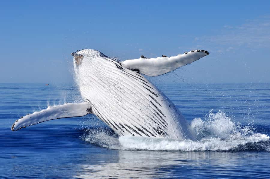 Sydney: Scenic Whale Watching Cruise - Whales Guaranteed - Commentary, photography, and the small practical details