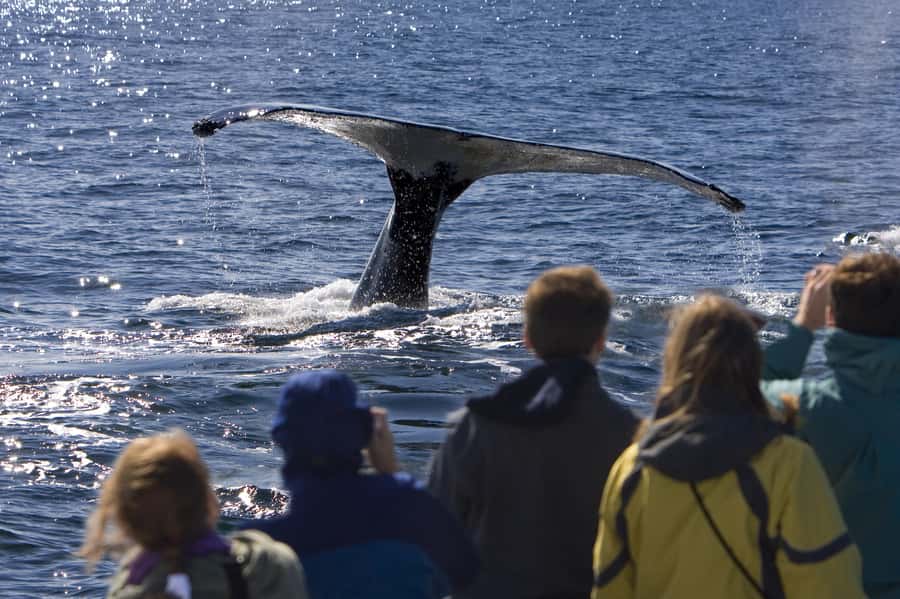 Sydney: Scenic Whale Watching Cruise - Whales Guaranteed - Is $45 good value for three hours?