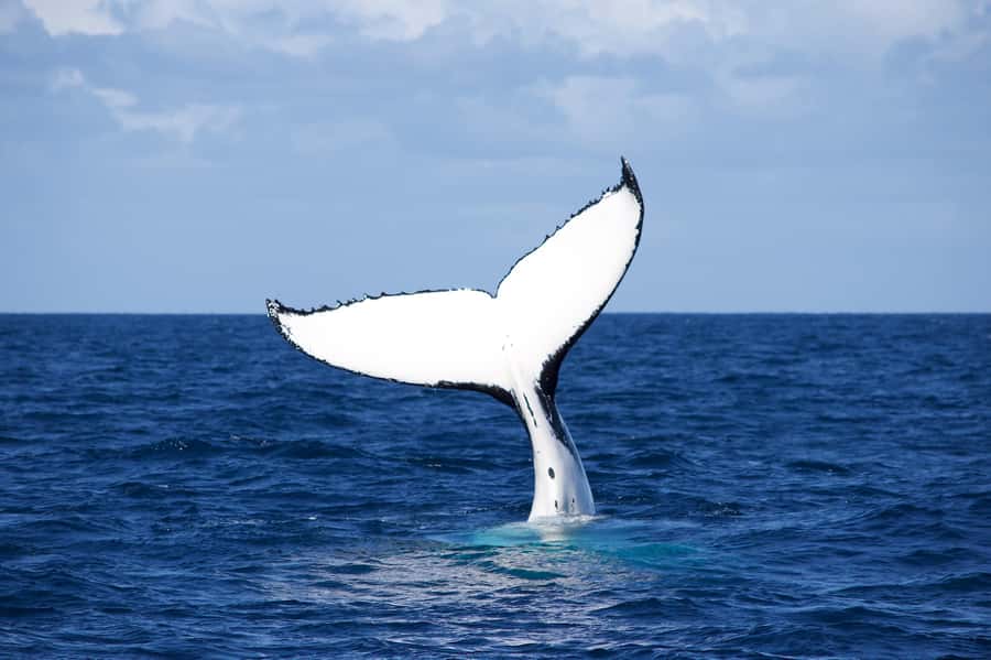 Sydney: Scenic Whale Watching Cruise - Whales Guaranteed - Booking, cancellation, and meeting details