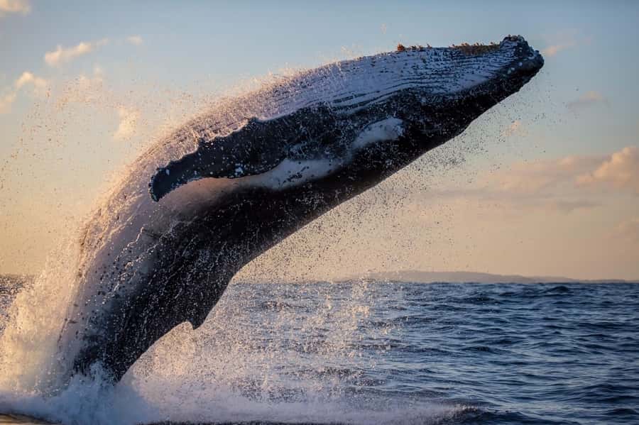 Sydney: Scenic Whale Watching Cruise - Whales Guaranteed - Should you book Barefoot Whale Watching Sydney?