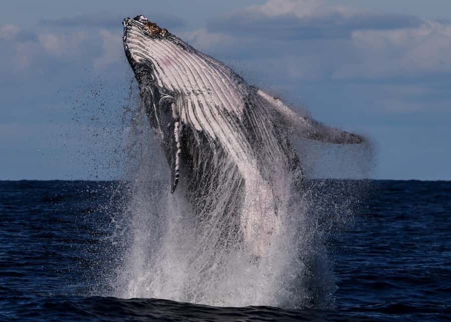 Sydney: Scenic Whale Watching Cruise - Whales Guaranteed - Searching for humpback whales beyond Sydney Heads