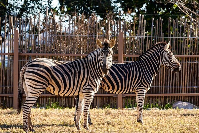 Sydney Taronga Zoo General Entry Ticket - Animal encounters cost extra, but they change the day