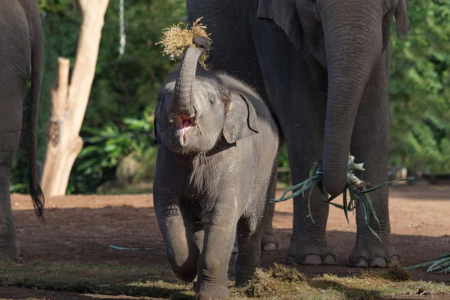 Sydney: Taronga Zoo Ticket with Return Ferry - Key things to know before you go