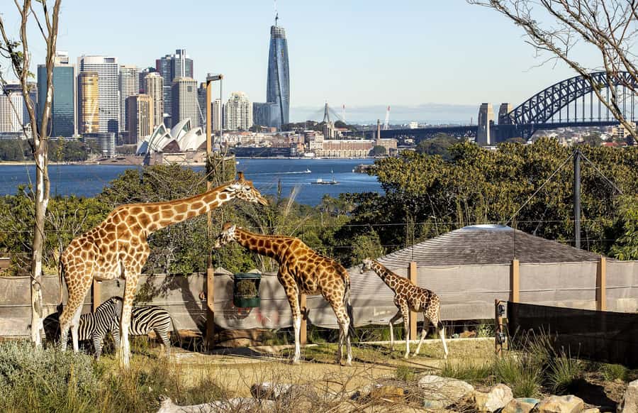 Sydney: Taronga Zoo Ticket with Return Ferry - Should you book the Taronga Zoo ferry package?