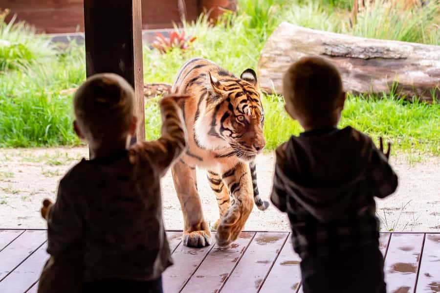 Sydney: Taronga Zoo Ticket with Return Ferry - Entering Taronga Zoo and finding your route