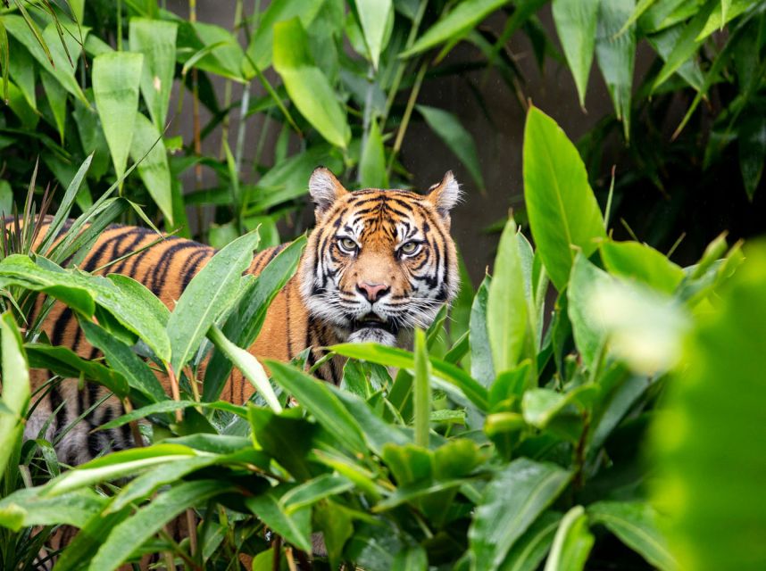 Sydney: Taronga Zoo Ticket with Return Ferry - The hills, stairs, and the smartest walking plan