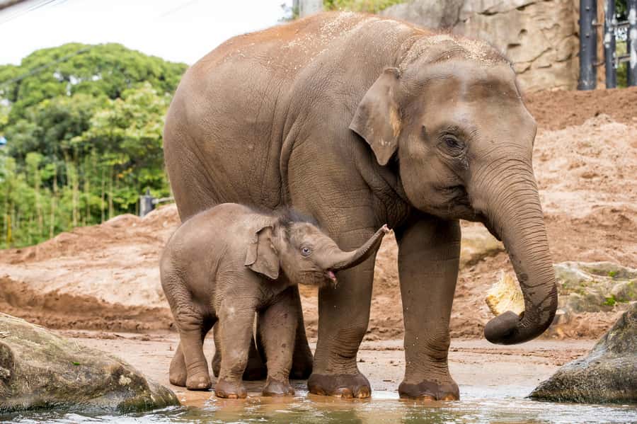 Sydney: Taronga Zoo Ticket with Return Ferry - Keeper talks and shows worth planning around
