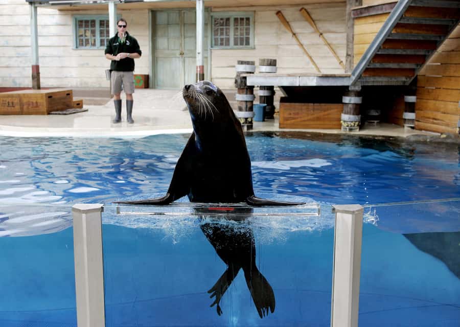 Sydney: Taronga Zoo Ticket with Return Ferry - Food, rest stops, and the cost of a full day