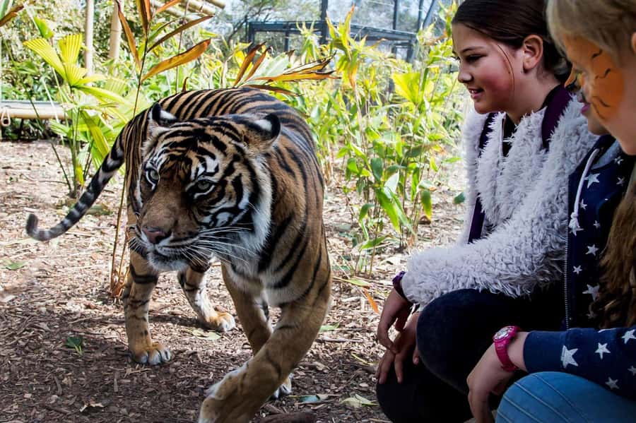 Sydney: Taronga Zoo Ticket with Return Ferry - Who will enjoy this experience most