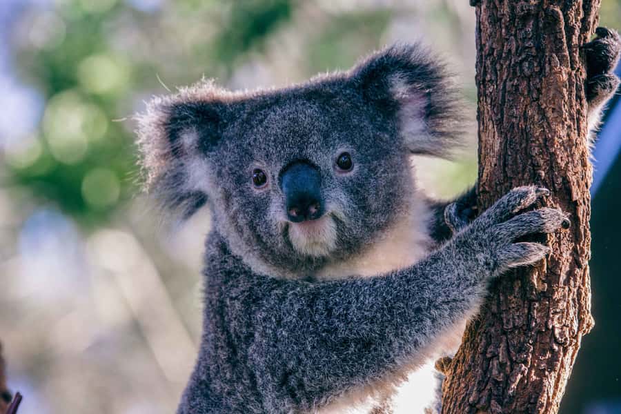 Sydney: Taronga Zoo Tickets - Should you book Taronga Zoo tickets?
