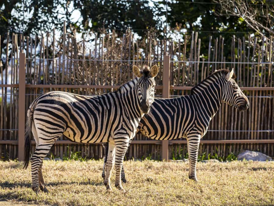 Sydney: Taronga Zoo Tickets - Why Taronga Zoo is worth your Sydney time