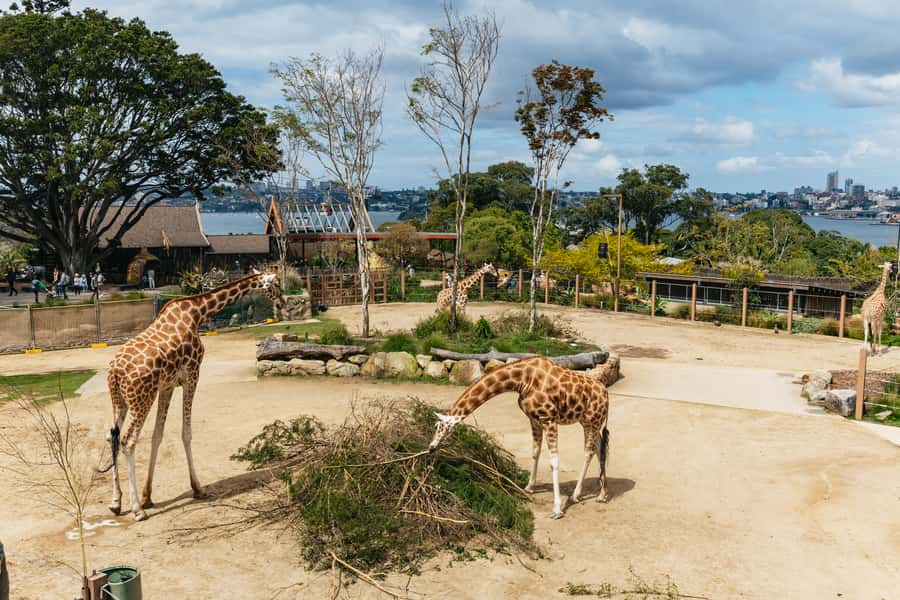 Sydney: Taronga Zoo Tickets - A practical route through nine trails