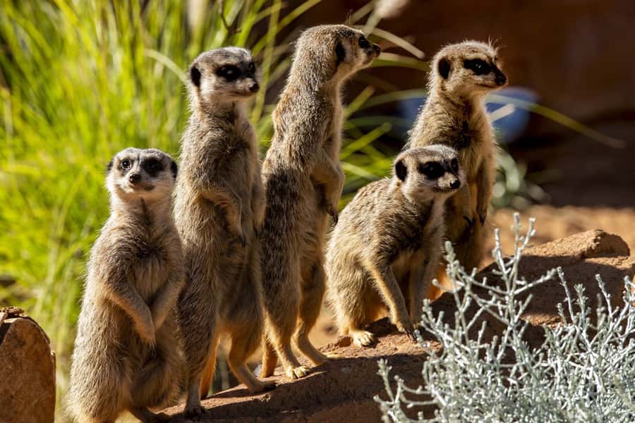 Sydney: Taronga Zoo Tickets - Daily talks and the Free Flight Birds presentation