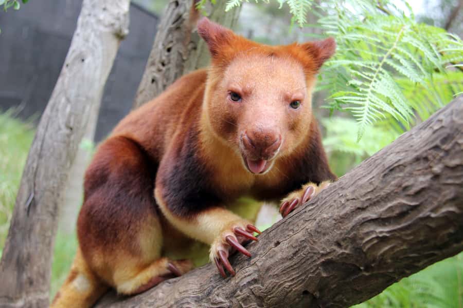 Sydney: Taronga Zoo Tickets - Views, shade, food, and the pace of the day