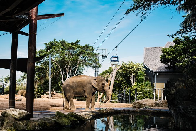 Sydney Taronga Zoo Wild Australia Experience - Key points to know before you go