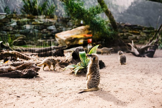 Sydney Taronga Zoo Wild Australia Experience - Why the $129.10 price can make sense