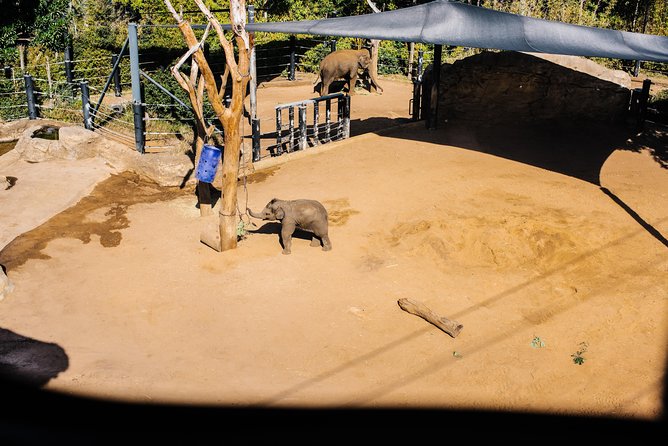 Sydney Taronga Zoo Wild Australia Experience - Kangaroos, wallabies, emus, and hand-raised animals