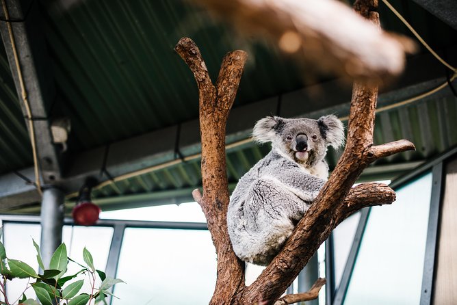 Sydney Taronga Zoo Wild Australia Experience - Tea, cupcakes, and the harbor view