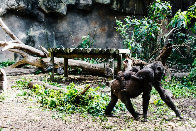 Sydney Taronga Zoo Wild Australia Experience - Getting to Taronga Zoo by ferry and gondola