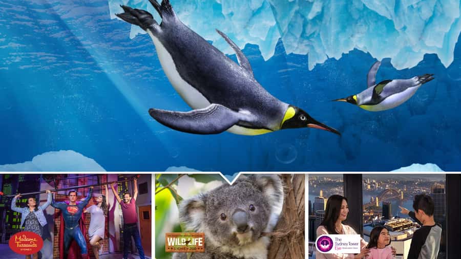Sydney: Ultimate City Pass for 4 Attractions with Skywalk - Why the Skywalk Rules Matter for Families