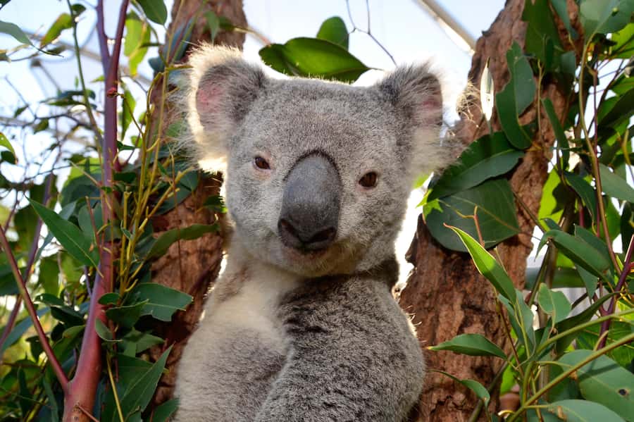 Sydney: Ultimate City Pass for 4 Attractions with Skywalk - Is $91 Good Value for Four Sydney Attractions?