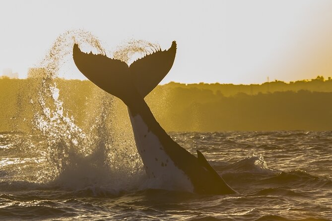 Sydney: Whale Watching Adventure Cruise - Searching for humpbacks along the coast