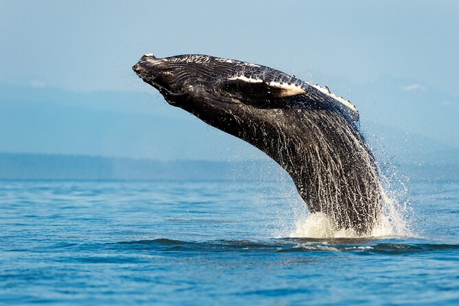 Sydney: Whale Watching Adventure Cruise - Leaving the harbour for open water
