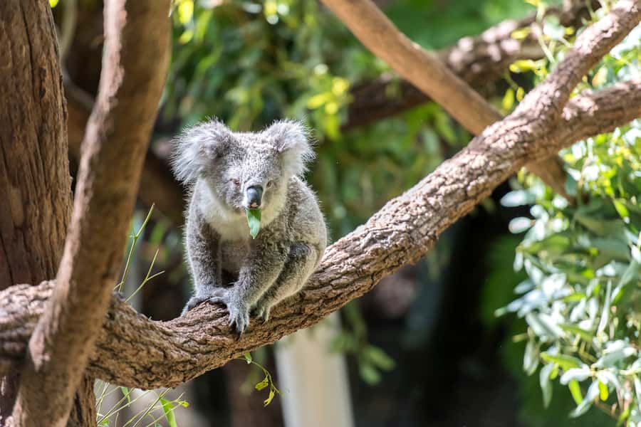 Sydney: Whale Watching Cruise and Taronga Zoo Package - Key points to know before booking