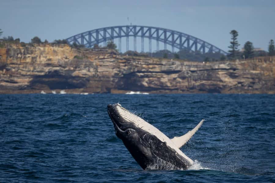 Sydney: Whale Watching Cruise and Taronga Zoo Package - Starting at Circular Quay Wharf No. 6