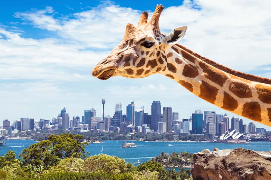 Sydney: Whale Watching Cruise and Taronga Zoo Package - What the whale sighting guarantee really means